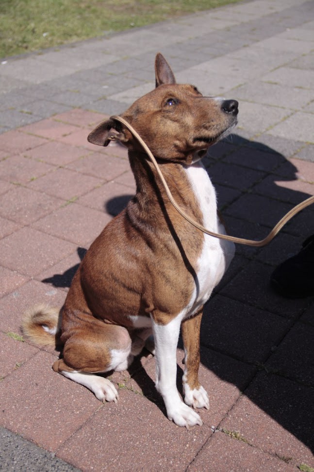 меджик на ринговке